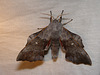 Poplar Hawk-moth