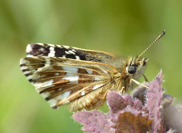 Grizzled Skipper