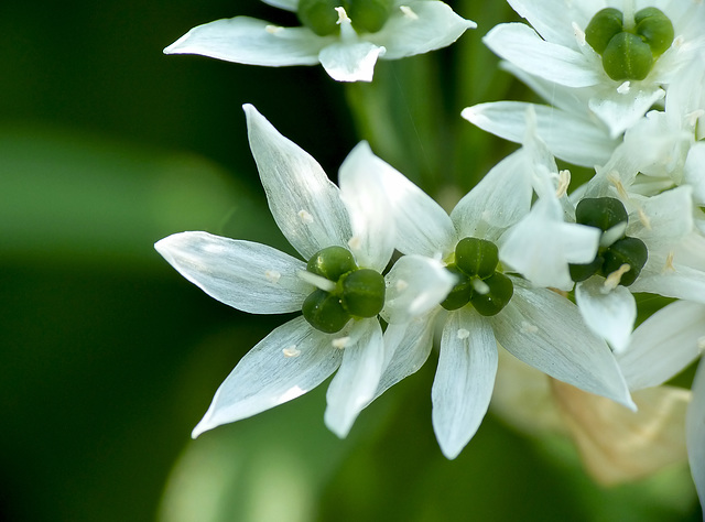 Ramsons