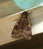 Large Yellow Underwing