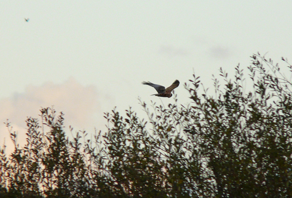 Marsh Harrier