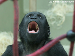 junger Gorilla (Wilhelma)