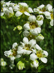 Creamy Flowers with Marmalade Centers