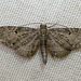 White-spotted Pug