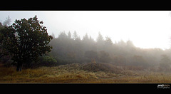 Misty Fog on Hillside