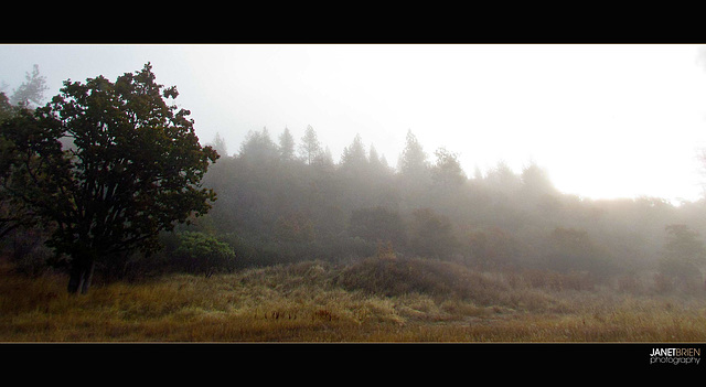 Misty Fog on Hillside