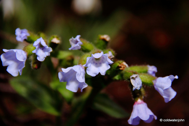 Courtyard Garden flowers in February