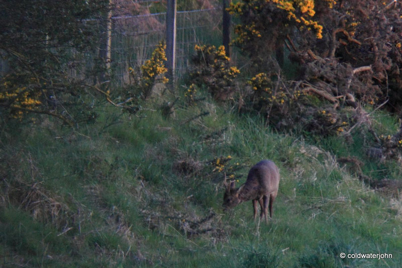 Roe deer grazing this evening in last light