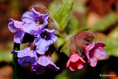 Courtyard Garden flowers in February