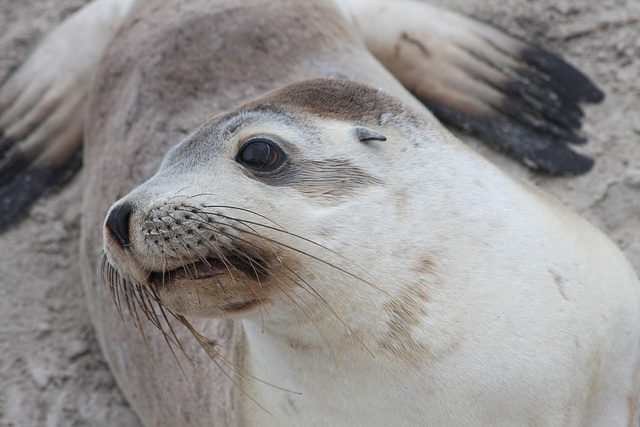 Oh, my whiskers!