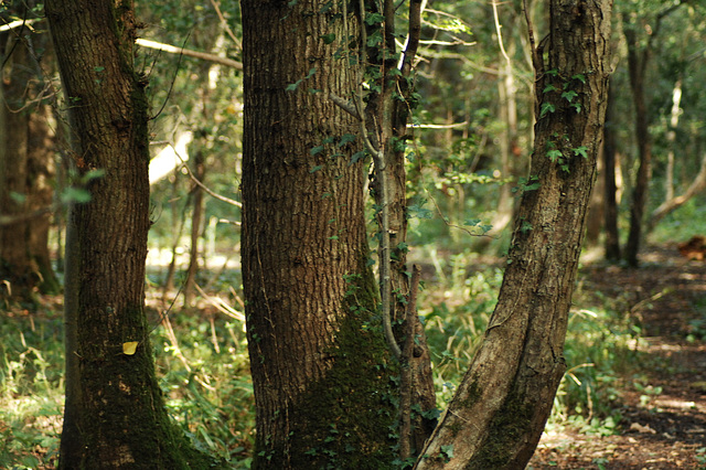 Green Lane Wood