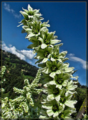 Corn Lily Against Sky