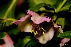 Courtyard Garden flowers in February