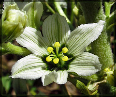 Single Corn Lily Blossom