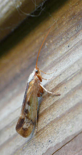 Caddisfly Side