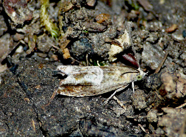 Epinotia Tetraquetrana