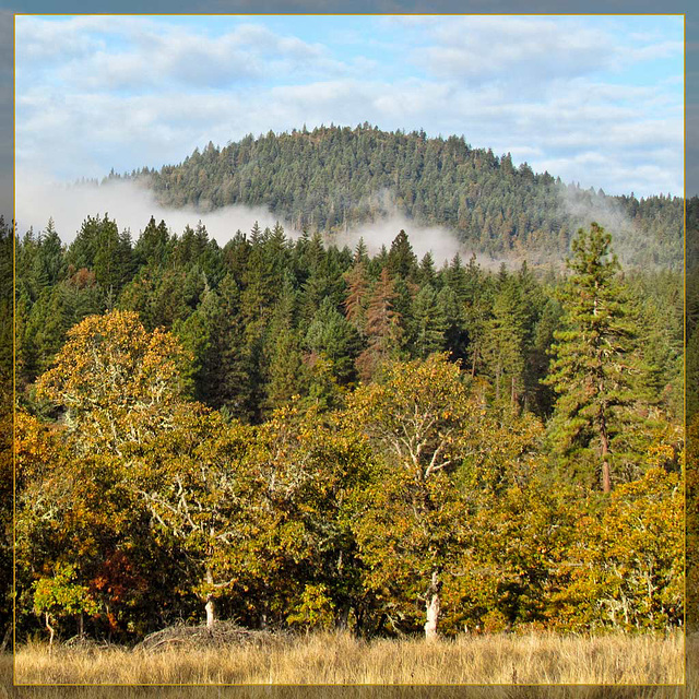 Fog Drifting through Hills