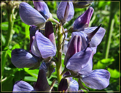 Lupine Blossom Close-Up