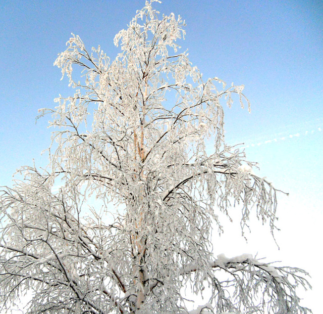 Frosted birch