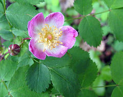 nighthikeltr-pinkflower