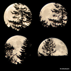 Trees against tonight's full "super" moon +24 hrs