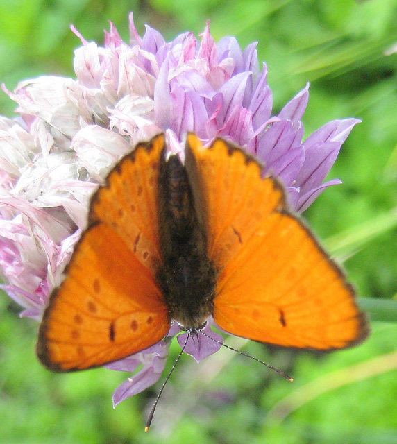 Kleiner Feuerfalter [Lycaena phlaeas]