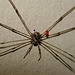 Huntsman Bug With Mite