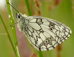 Roosting Marbled White Butterfly