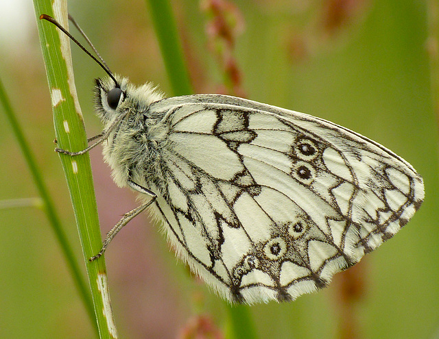 Roosting Marbled White Butterfly