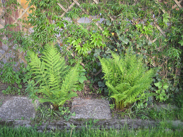 Farn (Dryopteris filix-mas)