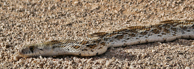 Gopher Snake