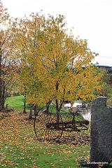 Garden Colours - late October