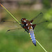 Broad-bodied Chaser