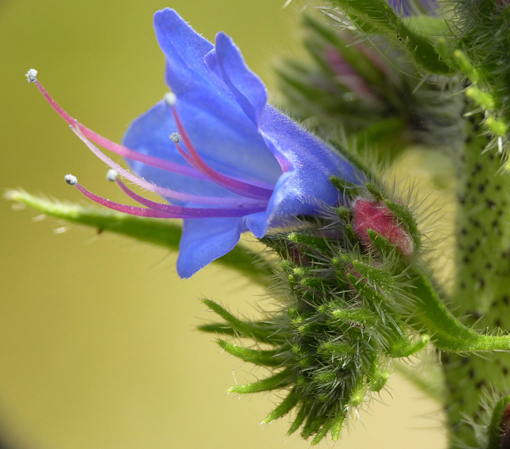 Viper's Bugloss