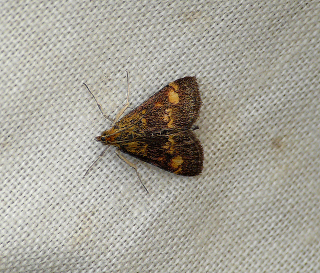 Pyrausta aurata