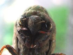 When a cicada looks you in the eye . . .
