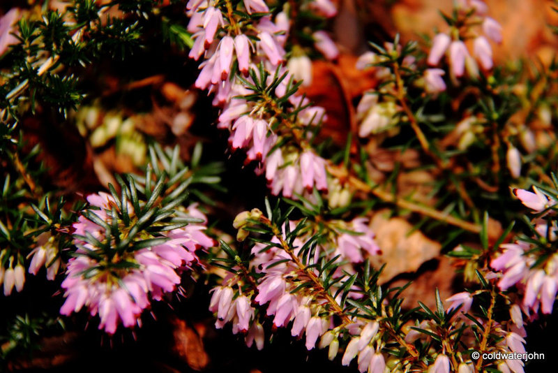 Courtyard Garden flowers in February