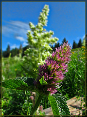 Pink Flower Photo Bomber