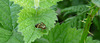 Nemophora degeerella