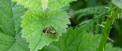 Nemophora degeerella