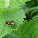 Nemophora degeerella