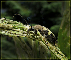 Ornate Checkered Beetle on Corn Lily 2