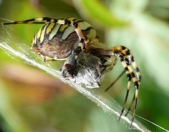 Wasp Spider -Side