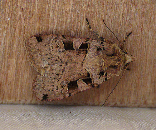 Double Square-spot