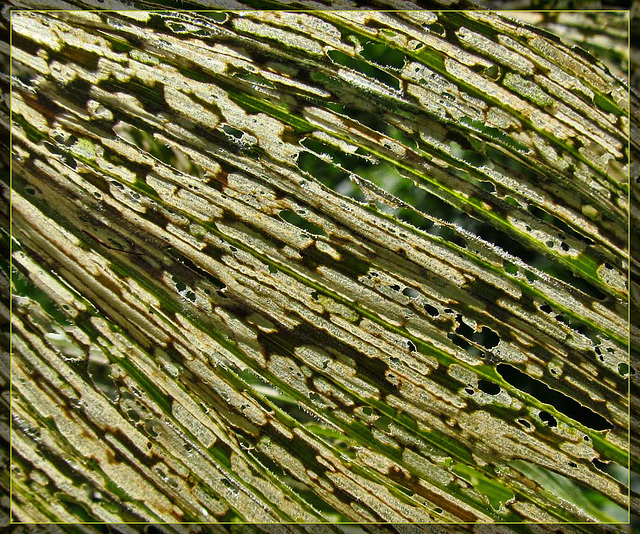 Corn Lily Leaf Damage Detail