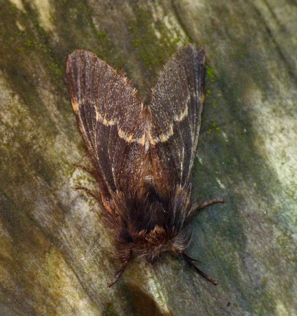 December Moth