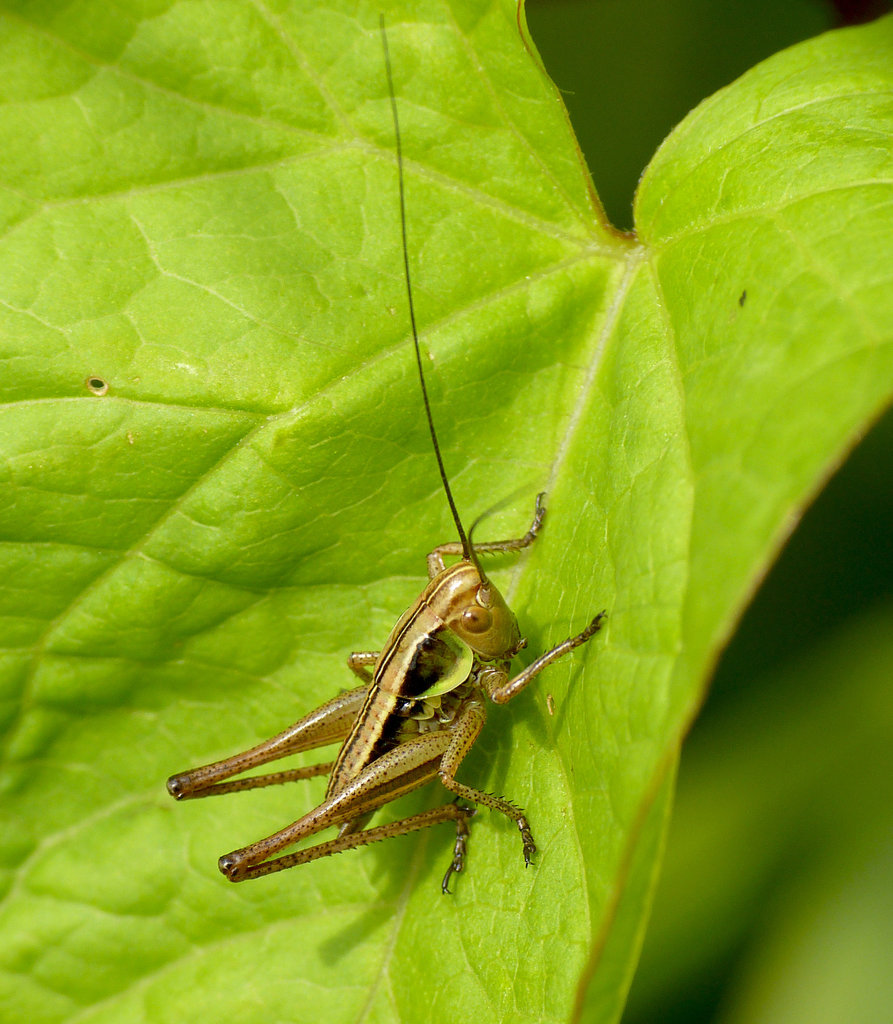 Roesel's Bush Cricket