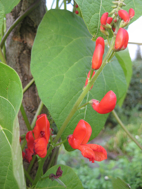 Stangenbohnen [Phaseolus vulgaris]