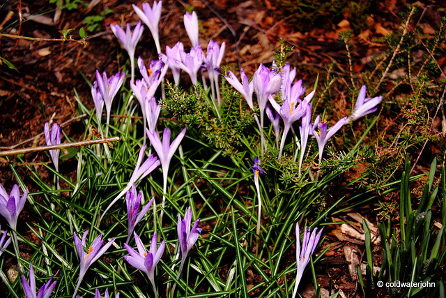 Courtyard Garden flowers in February