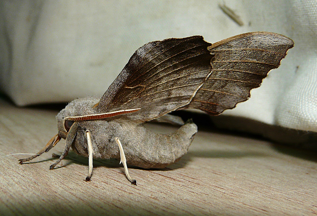Poplar Hawk-moth Side